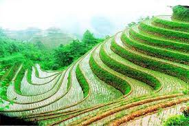 Longji Rice Terrace 